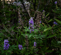 Nirgundi (Vitex Negundo)
